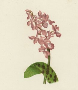 Orchis Mascula, Orchis Mascula (barevná litografie) od English School
