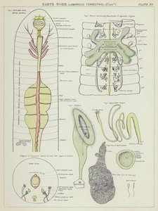 Žížala, Lumbricus Terrestris (barevná litografie) od English School
