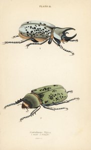 Brouk Hercules východní, Dynastes tityus, samec 1, samice 2 od English School