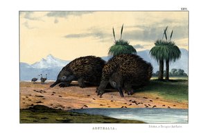 echidna od English School