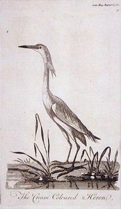 Egret, z 