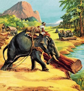 Slon. Ilustrace ze Elephant Bill od Liuet. plukovník J. H. Williams