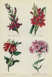 Anglická květinová zahrada: Lobelia "Belle Pyramide", Gladiolus "M Blouet", Bouvardia aurantiaca, Phlox Drummondii Mayii od English School