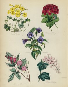 Anglická květinová zahrada: Oxalis Cernut, Unique Pelargonium, Torenia Asiatica, Dielytra Spectabilis, Ribes Albidum od English School