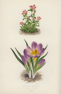 Erythraea Aggregata; Crocus Sieberi (barevná litografie) od English School