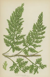 Evropská štětinová kapradina (barevná lito) od English School
