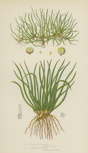 Quillwort, plíživá pilulka (barevná lito) od English School