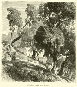 Evergreen Oaks, poblíž Sciacca od English School