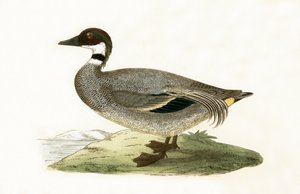Čejka chocholatá, ilustrace z knihy "A History of the Birds of Europe Not Observed in the British Isles" od Charlese Roberta Bree (1811-86), vydáno 1867. od English School