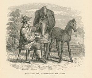 Krmení matky a přemlouvání hříběte k jídlu (rytina) od English School