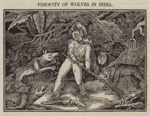 Ferocity of Wolves in India (rytina) od English School
