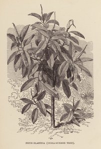Ficus Elastica, Indický gumovník (rytina) od English School