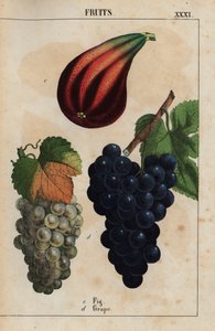 Fík a hrozny  , z „Poučné obrázkové knihy aneb lekce ze světa zeleniny“, [Charlotte Mary Yonge], Edinburgh od English School
