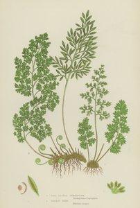 Jemnolistý Gymnogram, Petržel kapradina (barevná lito) od English School