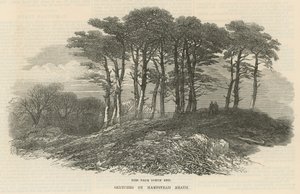 Jedle poblíž severního konce, Hampstead Heath od English School