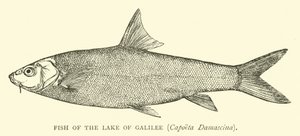 Ryba z Galilejského jezera, Capoeta Damascina od English School
