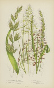 Ploché stéblo ovsa, pýřitá tráva, žlutý oves, rákos obecný (barevná litografie) od English School
