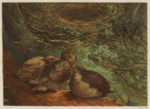 Mláďata ptáků (barva litho) od English School