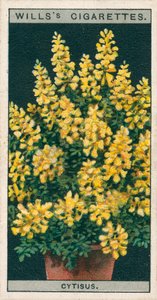 Pěstování květin v květináčích: Cytisus nebo Genista (chromolit) od English School