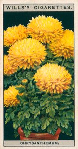 Blumenkultur in Töpfen: Zwergchrysantheme von English School