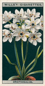 Pěstování květin v květináčích: Ornithogalum (chromolit) od English School