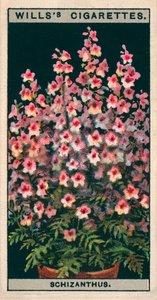 Blumenkultur in Töpfen: Schizanthus oder Schmetterlingsblume von English School