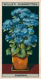 Pěstování květin v květináčích: Hvězda Cineraria (chromolitho) od English School