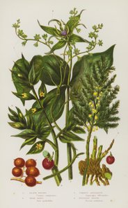 Kvetoucí rostliny Velké Británie: Briony černá, Herb Paris, Chřest obecný, Butchers Broom (barva lito) od English School