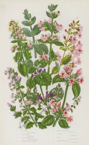 Kvetoucí rostliny Velké Británie: máta kočičí, břečťan zemní, bělohlavec, tymián bazalka, kalaminát, kalamint, kalamint, bazalka divoká (barva lito) od English School