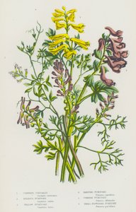 Kvetoucí rostliny Velké Británie: (barevná litografie): Corydalis popínavá, Fumitory cibulkonosná, Fumitory žlutá, Fumitory rampouchovitá, Fumitory obecná, Fumitory drobnokvětá (barevná litografie) od English School