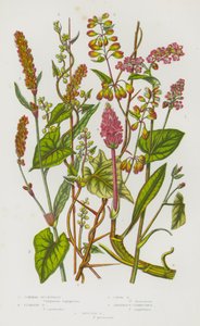 Kvetoucí rostliny Velké Británie: pohanka obecná, pohanka popínavá, pohanka mlází, obojživelník persicaria, persicaria skvrnitá (barva lito) od English School