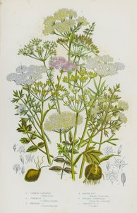 Kvetoucí rostliny Velké Británie: kmín obecný, kmín hlíznatý, kmín přeslenitý, zemní ořech, lomikámen lomikamen, lomikámen velký (barva litho) od English School