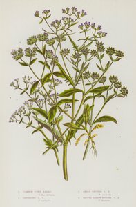 Kvetoucí rostliny Velké Británie: Salát z kukuřice, Salát z karinované kukuřice, Salát z ostroplodé kukuřice, Salát s úzkou kukuřicí (barva litho) od English School