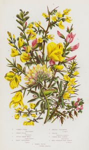 Kvetoucí rostliny Velké Británie: (barevná litografie): Furze obecná, Furze zakrslá, Dyers Green-Weed, Hairy Green-Weed, Needle Green-Weed, Broom, Common Rest Harrow, Small Spreading Rest Harrow, Kidney Vetch (barevná litografie) od English School