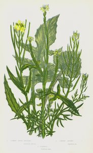 Kvetoucí rostliny Velké Británie: (barevná litografie): hořčice obecná, řeřišnice londýnská, flixweed (barevná litografie) od English School