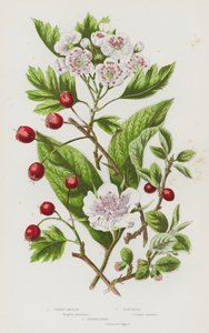 Kvetoucí rostliny Velké Británie: mišpule, hloh, skalník (barva lito) od English School