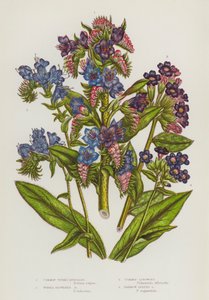 Kvetoucí rostliny Velké Británie: (barevná litografie): zmijovec obecný, zmijovec nachový, plicník lékařský, plicník úzkolistý (barevná litografie) od English School