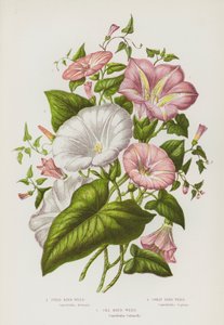 Kvetoucí rostliny Velké Británie: svlačec polní, svlačec velký, svlačec mořský (barva litho) od English School