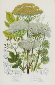 Kvetoucí rostliny Velké Británie: Andělika zahradní, Angelika divoká, Fenykl mořský, Fenykl bahenní, Fenykl širokolistý, Pastinák obecný (barva litho) od English School