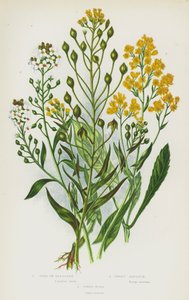 Kvetoucí rostliny Velké Británie: Gold of Pleasure, Sweet Alyssum, Dyer