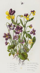 Kvetoucí rostliny Velké Británie: fialka vlasatá, fialka sladká, fialka bahenní, fialka psí, fialka trpasličí žlutoostrou, krémově zbarvená fialka, maceška nebo srdcovka, maceška horská (barva litho) od English School
