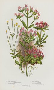 Kvetoucí rostliny Velké Británie: Centaury nejmenší, Centaury obecná, Centaury trpasličí větvená, Centaury širokolistá, Centaury trpasličí (barva litho) od English School