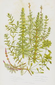 Kvetoucí rostliny Velké Británie: (barevná litografie): Mares Tall, Whorled Water Milfoil, Spiked Water Milfoil, Alternate Flowered Water Milfoil, Water Star-Wort, Pedunculated Water Star Wort, Autumnal Water Sort Wort (barevná litografie) od English School