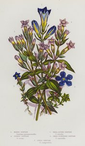 Kvetoucí rostliny Velké Británie: (barevná litografie): Hořec bahenní, hořec jarní, hořec alpský, hořec malokvětý, hořec polní (barevná litografie) od English School