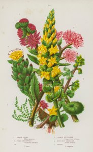 Kvetoucí rostliny Velké Británie: Tillaea mechová, Pennywort, Pennywort, Common House Leek, Rose-Root Stonecrop, Orpine (color litho) od English School