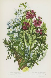 Kvetoucí rostliny Velké Británie: Raketa fialová, Kale mořská, Řeřicha bradavičnatá nebo Řeřicha prasečí, Řeřicha bradavičnatá (barva lito) od English School
