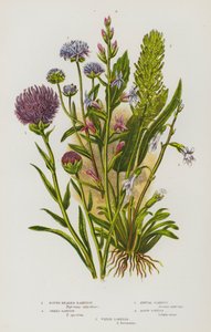 Kvetoucí rostliny Velké Británie: (barevná litografie), Lobelky, Lobelky vodní (barevná litografie). od English School
