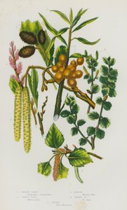 Kvetoucí rostliny Velké Británie: (barevná litografie): Sallow Thorn, Sweet Gale, Birch, Dwarf Birch, Alder (barevná litografie) od English School