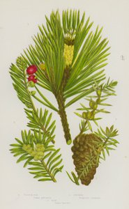Kvetoucí rostliny Velké Británie: jedle skotská, jalovec, tis (barva litho) od English School