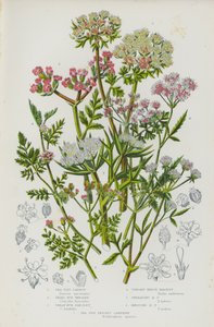 Kvetoucí rostliny Velké Británie: (barevná litografie): Sea Side Carrot, Small Bur Parsley, Great Bur Parsley, Upright Hedge Parsley, Spreading Hedge Parsley, Knotted Hedge Parsley, Sea Side Prickly Samphire (barevná litografie) od English School